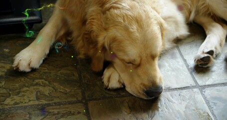 Lying golden retriever resting head on paw on kitchen tiles, paws and green-purple speckles