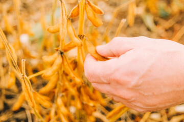 Growing organic food Soy.field of ripe soybeans. Hand Inspecting Ripe Soybean Pods on Plant.Hand Holding Soybeans