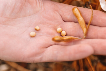  ripe soybeans in the palm of a hand . Close-up of soybean grains in a pod in hands.farmer checks the soybeans for ripeness.Farmer in soybean field 