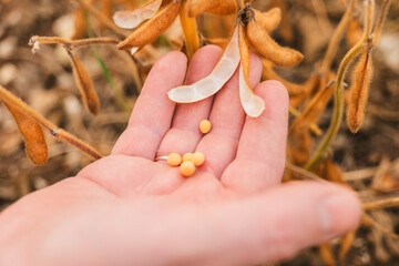  soybean field. Close-up of soybean grains in a pod in hands.farmer checks the soybeans for ripeness.Farmer in soybean field 