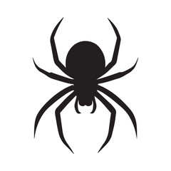 spider isolated on white background