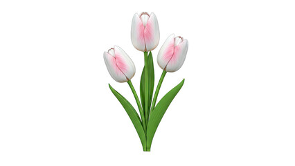 Fototapeta premium Three Pink and White Tulips