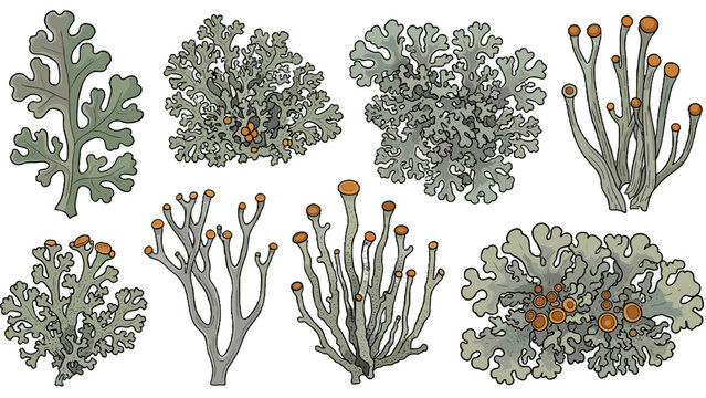 A set of eight gray lichen illustrations with orange tips on a