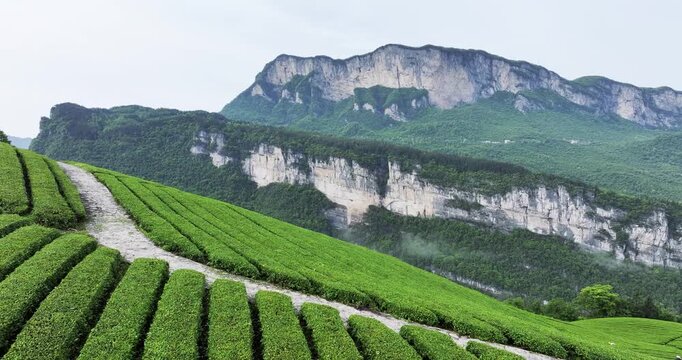 Aerial footage of lush tea plantations nestled beside dramatic cliffs in Enshi&rsquo;s canyon, Hubei Province, China