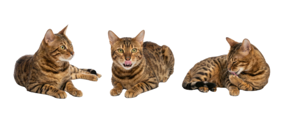 Bengal Cat Trio Poses: Looking, Licking, Resting - Isolated on White