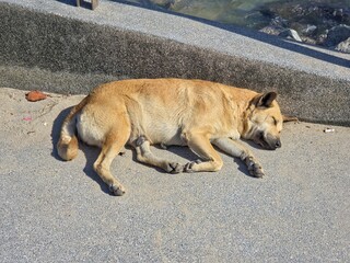 A light-brown dog sleeping peacefully on a paved surface.