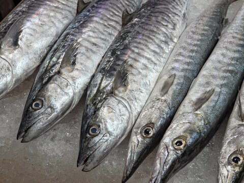 Close-up shot of several fresh king mackerel (or similar narrow-barred Spanish mackerel) resting on a bed of crushed ice.
