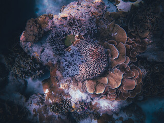 coral reef © Chanel