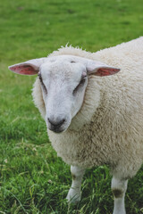 Obraz premium White woolly sheep facing camera with gentle expression and pink ears on green pasture