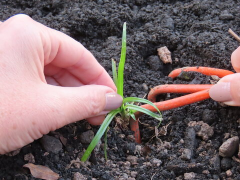 Woman hands removing weeds from a garden bed. Hands removing cyperus weeds from the ground. Manual weeding.