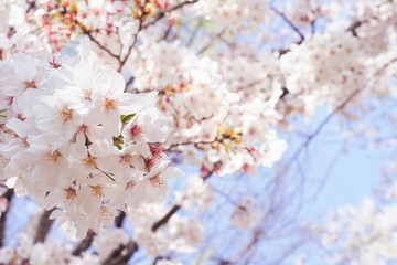 青空と桜