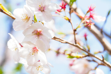 青空と桜