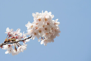 青空と桜