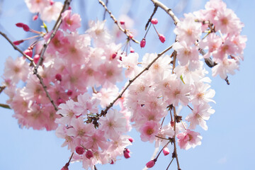 青空と桜