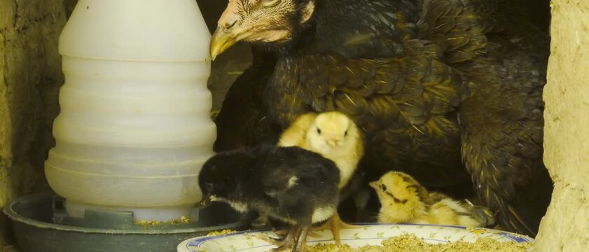 Hen protecting young chicks feeding together near water container inside rural poultry farm shelter