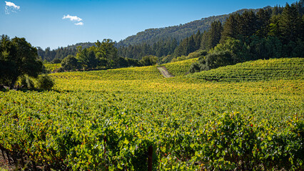 Naklejka premium Vineyard in Sonoma County California with Forest in Background