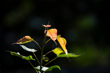 Bodhi tree with green leaves on black background, Thailand.