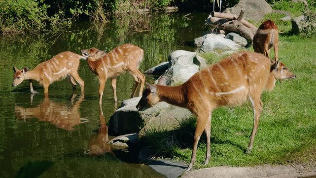 Group of sitatunga antelopes drinking water at pond edge, striped brown bodies reflected in calm water, natural wetland scene in daylight