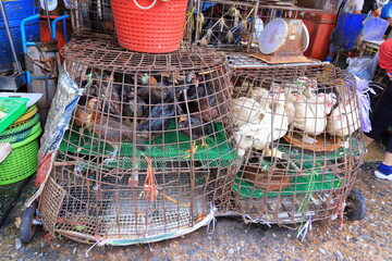  Khlong Toei Market, a fresh food market with a huge range of fresh produce, from fruit, veg to meat and seafood in Khlong Toei, Bangkok, Thailand