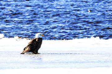 american bald eagle