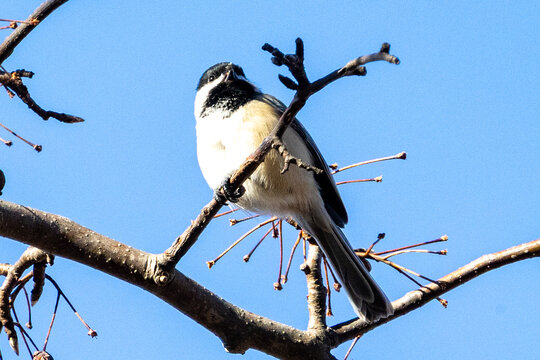 bird on a branch