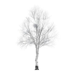 Fototapeta premium Bare birch tree isolated on transparent background in black and white Generative AI
