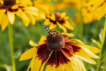 Small insect sitting on the center of a blooming yellow rudbeckia flower in garden