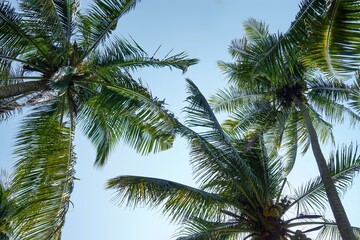 Obraz premium Tropical Palm Canopy Against Clear Blue Sky