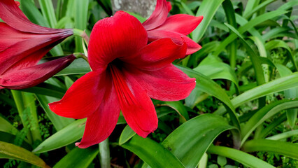 Beautiful amaryllis flower in full bloom with vibrant red petals against a fresh green foliage background.