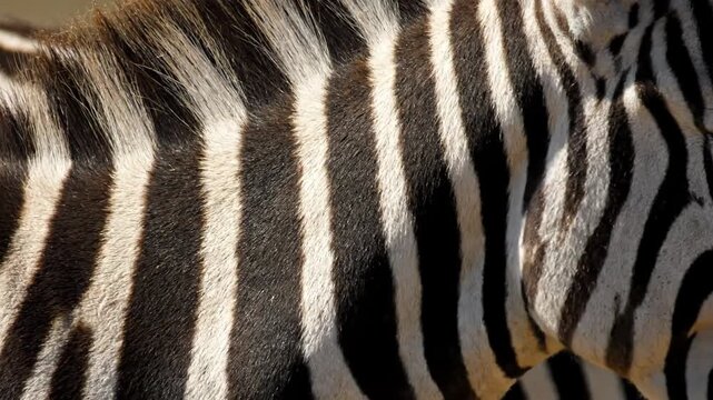 Extreme Close Up Zebra Stripes Pattern Detail Revealed