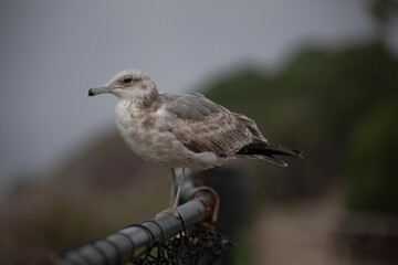 Fototapeta premium Seabird Resting Against Dramatic Moody Clouds