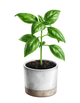 Fresh basil plant growing in pot isolated on white background. 