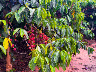 closeup of Coffee plant, Coffee beans on tree with Fresh red and green coffee beans on trees branch
