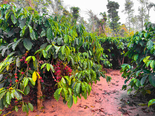 closeup of Coffee plant, Coffee beans on tree with Fresh red and green coffee beans on trees branch