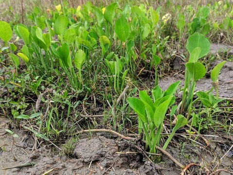 Close up of young green yellow velvetleaf (limnocharis flava) or genjer plants growing fertilely in the muddy soil of a tropical rice field. 