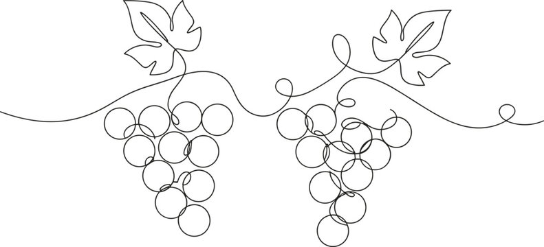 Elegant continuous line art drawing of grape bunches on vine for winery branding wine label and restaurant menu