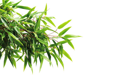 Fototapeta premium Green leafy branch over black backdrop, airy, organic, with bright lighting