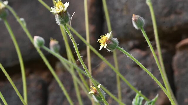 Eurema alitha butterfly. Its common names scalloped grass yellow, common grass yellow, Eurema and Pieridae. This is &nbsp;species in the genus&nbsp;Eurema. Its found in&nbsp;Southeast Asia. Tridax procumbens Flower.
