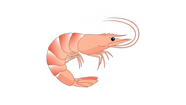vector illustration of shrimp