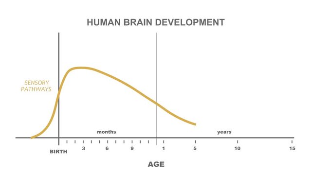 Mindset Infographic. Human brain development graph. Sensory pathways, language and higher cognitive function curves.