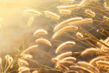 glass flower with morning sunrise serenity nature background