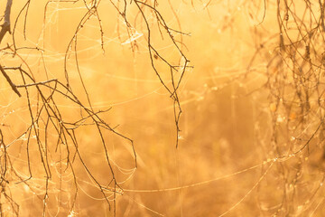 golden sunlight in morning sunrise with tree branch natural background