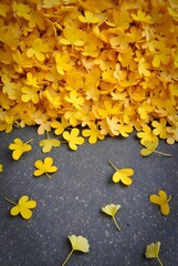 yellow autumn leaves