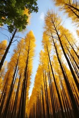 sunset in the forest