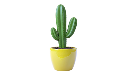 Green Cactus in a Yellow Pot