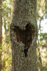 Fototapeta premium old tree trunk with heart