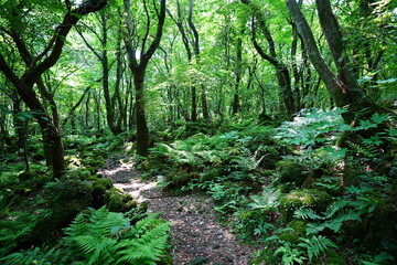 Obraz premium fine spring path through mossy rocks and old trees