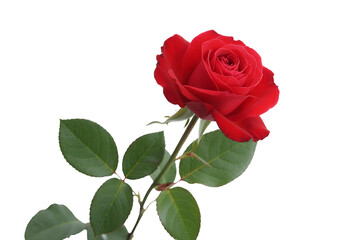 Single red rose with green leaves isolated on transparent background