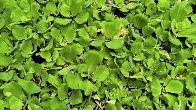 Top down view of dense green water lettuce plants floating on a pond surface, gently moving with the water