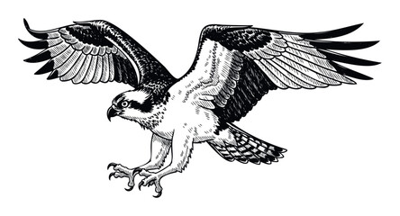 Powerful osprey bird of prey in midflight with talons extended, rendered in a striking black and white line art style, suitable for educational materials, wildlife conservation campaigns,